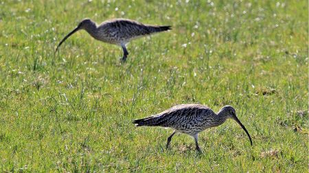 Der Große Brachvogel brütet auf Wiesen und Weiden. © Biologische Station Senne-Paderborn/Lakmann